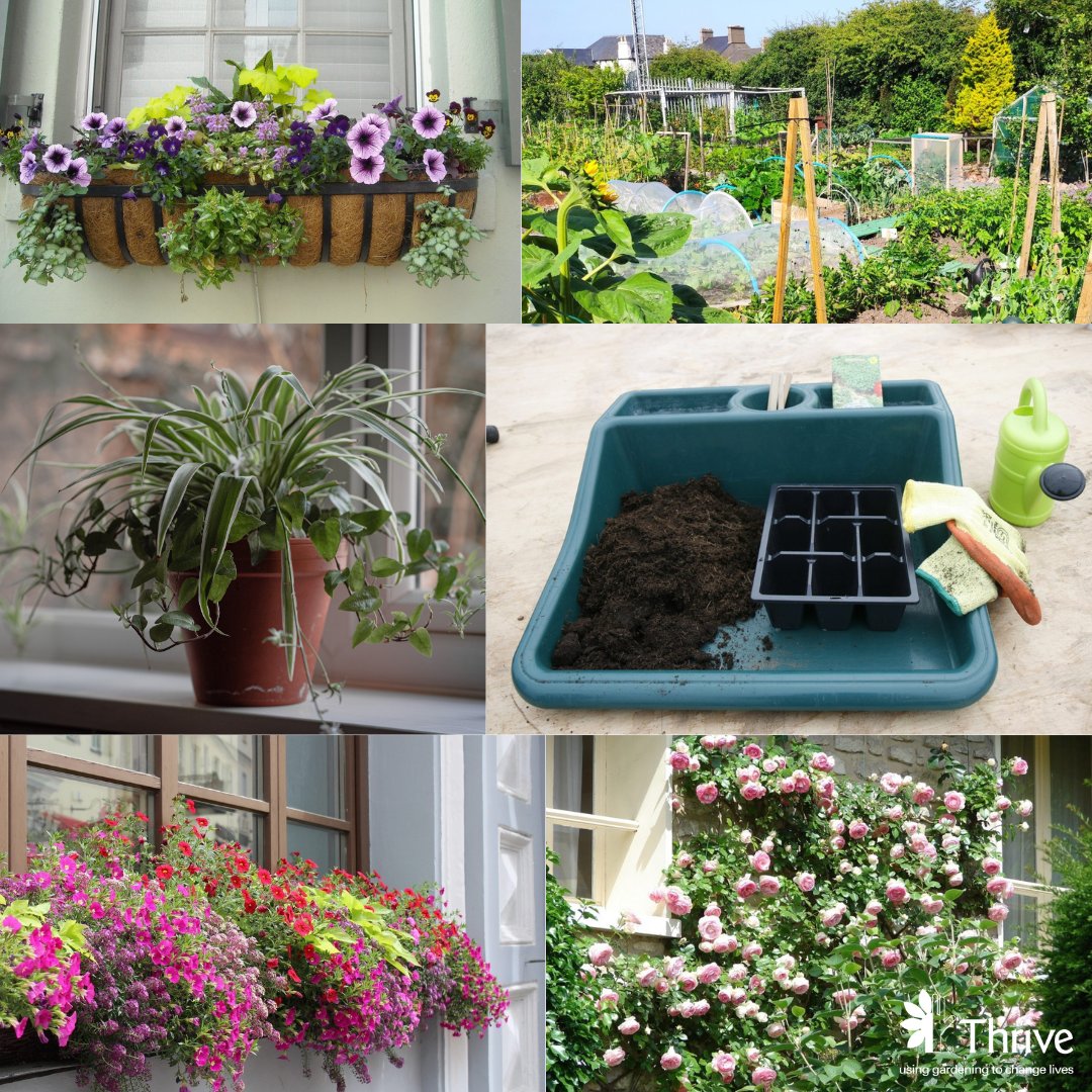 The mental health benefits of gardening are for everyone! Including those of us without a garden.

We have a new activity pack for you to explore ways to get gardening without a garden! thrive.org.uk/no-garden-no-p….

#nogardennoproblem #mhaw #mentalhealthawarenessweek