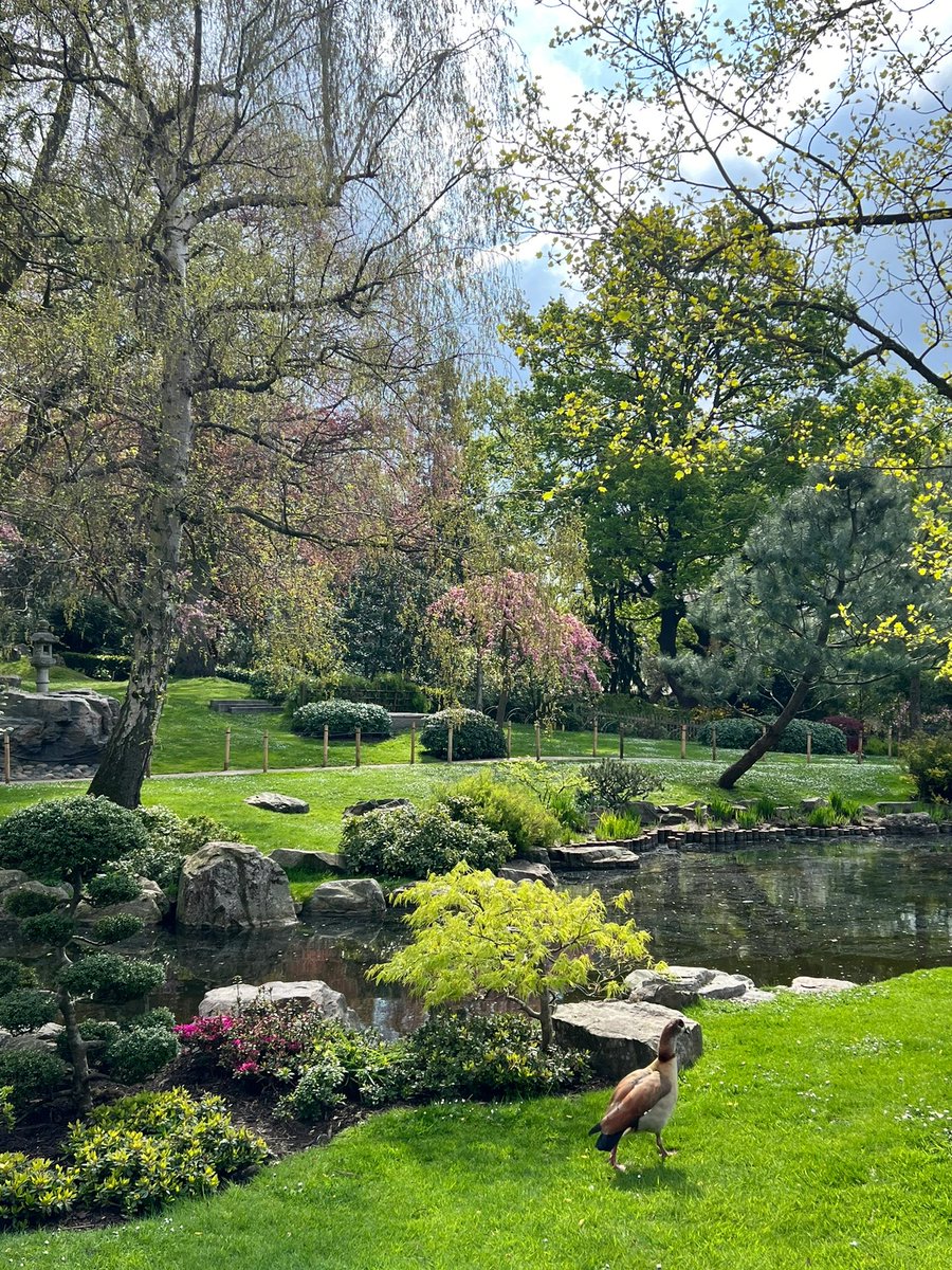 Peacock opening, really beautiful😍Loved