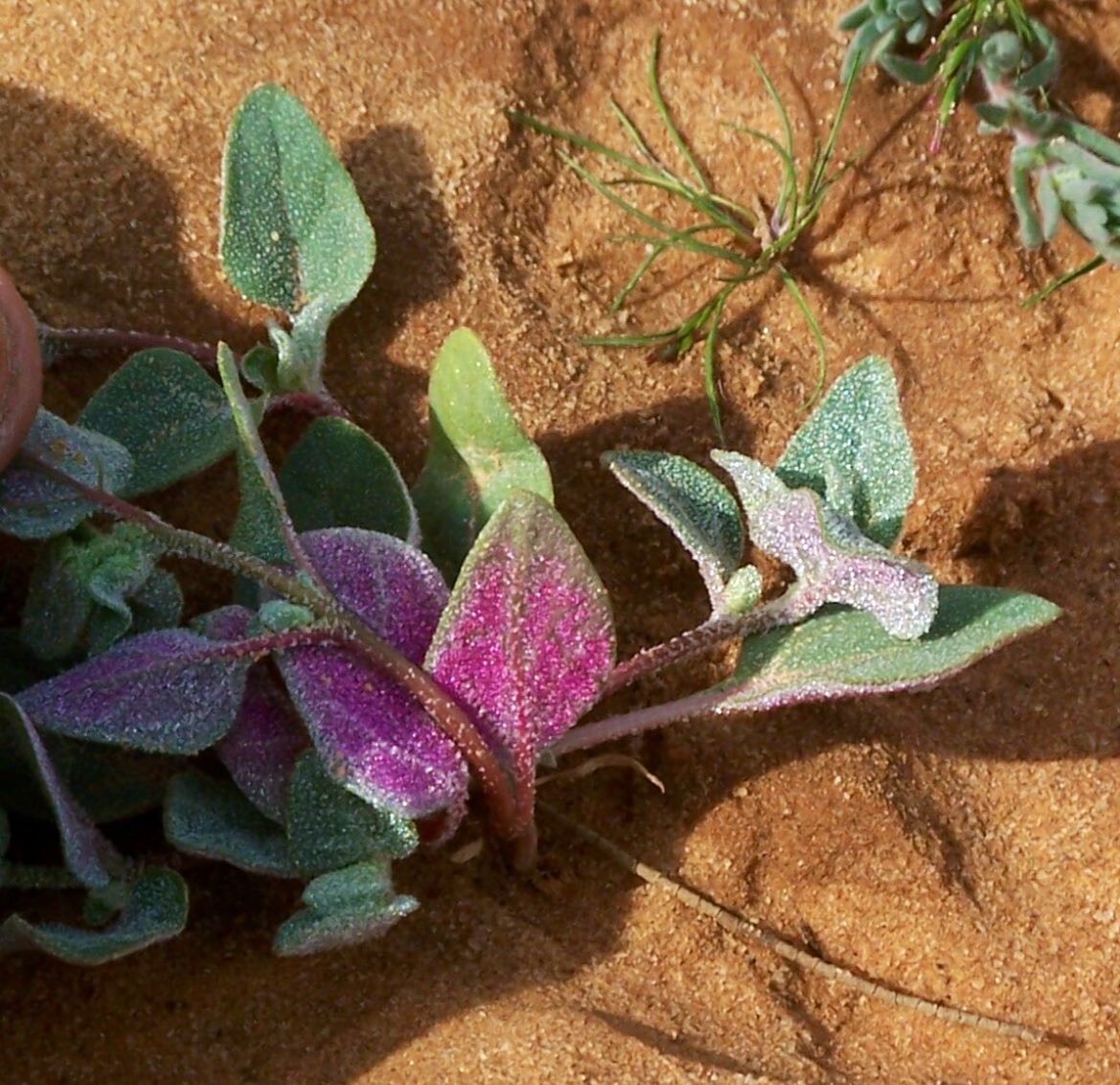 mgdam1231's tweet photo. نبتة #الرغيلة 
Atriplex dimorphostegia
عشبة رعوية برية موسمية ملحية  ، وغالبا ما تكون طَفِلة (يبقى على أوراقها رذاذ الندى) و يظهر في أسفل أوراقها -أحيانا-لون قرمزي جميل!
#وادي_الخر
#الحدود_الشمالية 
#موسم١٤٤٤هـ https://t.co/gRNANYGcSo
