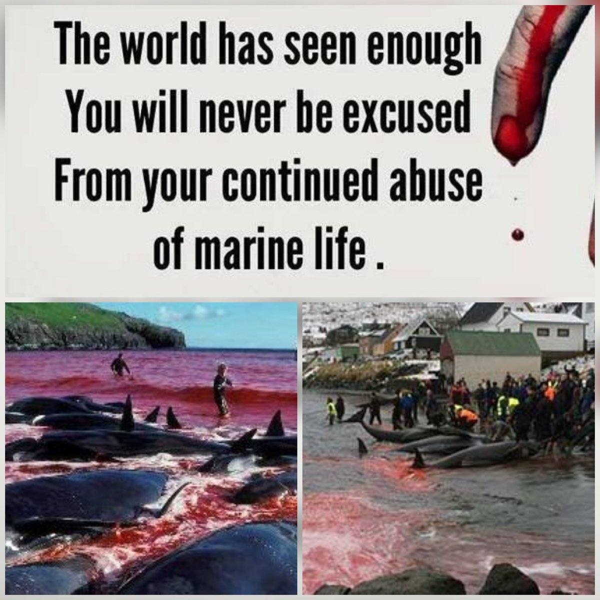 #StopTheGrind
#StopTheKillings
#SaveOurSeas
#ClimateCrisis
#FaroeIslands
#DontBuyFaroeFish
#Atlanticsalmon
#NoTourism until this cruelty ends. 
Credits Seashepherd UK