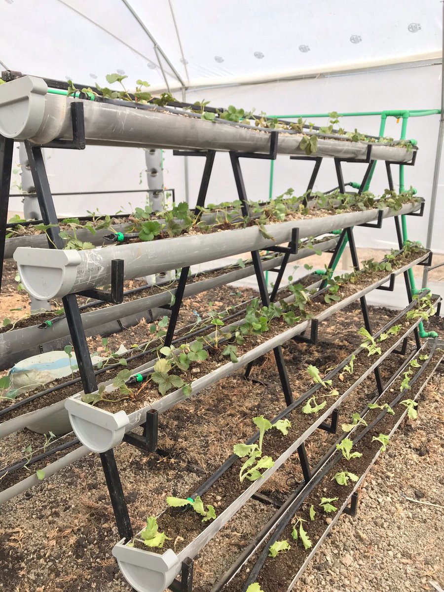 Wikzera's tweet photo. Urban Farming has the potential to entirely change the Kenyan agricultural scenario, not just in urban areas but across the country, and move towards a sustainable economy #verticalfarming #VERTICALNFT #IkoKaziKE #SelfGrown https://t.co/P26KuQf9s9