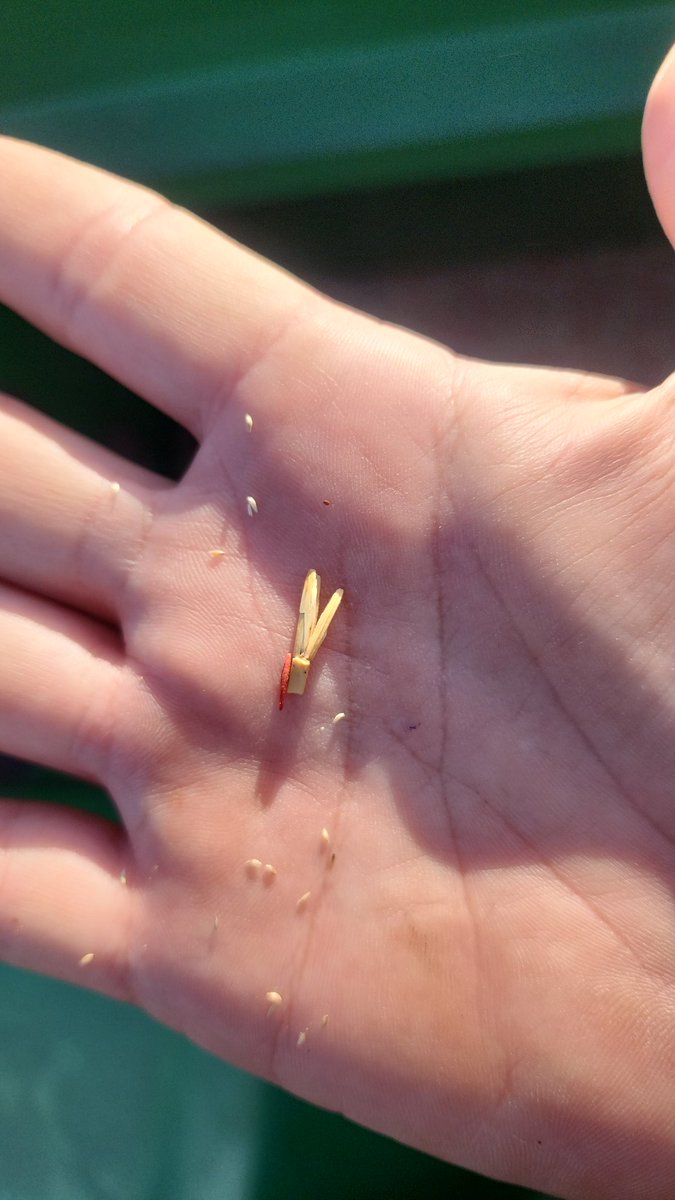 Dano Urani tweet media