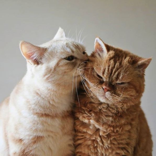 watanabewyou's tweet photo. everyone’s favorite cat🤏🏻 #haruto #yoshi https://t.co/PbFSg6fMAa