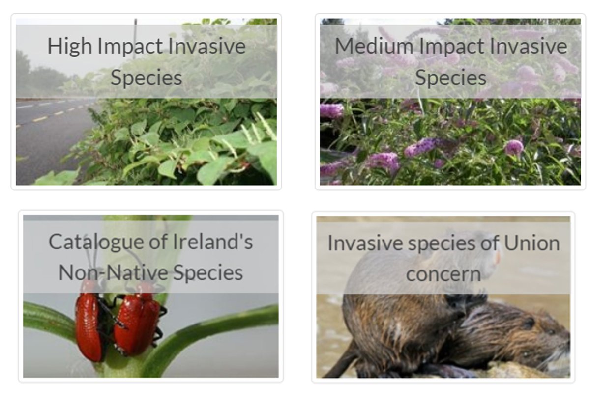 Did you know that not all non-native species are invasive. Only a small proportion of non-native species, ~10 - 15% are considered invasive. However those that do become invasive can be very damaging & hard to manage. Learn more👉invasives.ie #ReportInvasives
#INNSweek