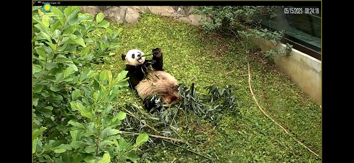AdeleneBeh's tweet photo. @NationalZoo motion cam, finally. Thank you but don't you think that the bamboos are way too "old" to be chew on? Even grasses look fresher, those bamboos with darker color should have been thrown away already, please! 🙏 https://t.co/tu07XnwYeX
