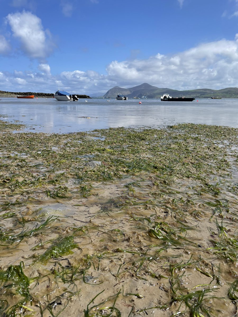 Mariana Lima tweet media