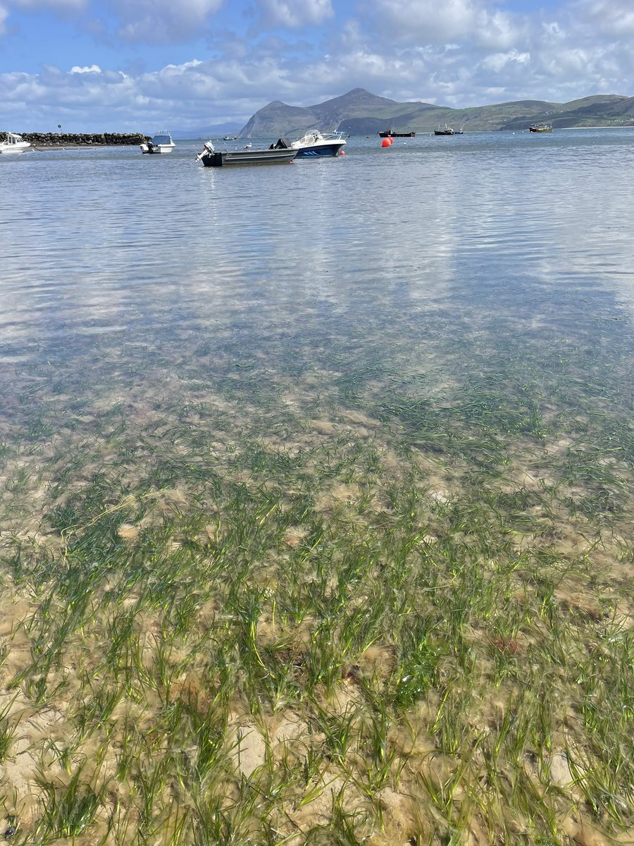 Mariana Lima tweet media