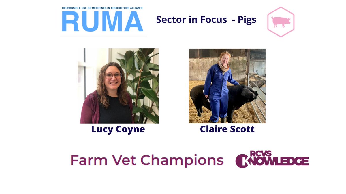RUMA_UK's tweet photo. In the latest feature in our focus on the pig sector's antibiotic stewardship journey, RUMA hears from two vets about the importance of the Farm Vet Champions Initiative & how it can support the pig sector: https://t.co/Y12iRuZKNa
@FlockHealth
@RCVSKnowledge
#FarmVetChampions https://t.co/cFSE9M7FQC