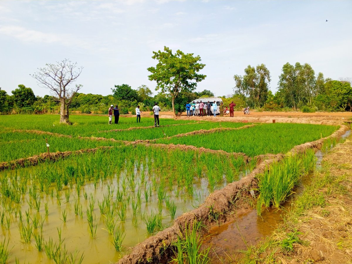 cgiarclimate_WA's tweet image. 🇲🇱Nous avons eu le plaisir d'accueillir M. Serigne Sène, spécialiste en environnement et sauvegarde sociale de l'Alliance Biodiversité - CIAT pour une visite de terrain du projet AICCRA-MALI.
 #agriculture #environnement #innovation