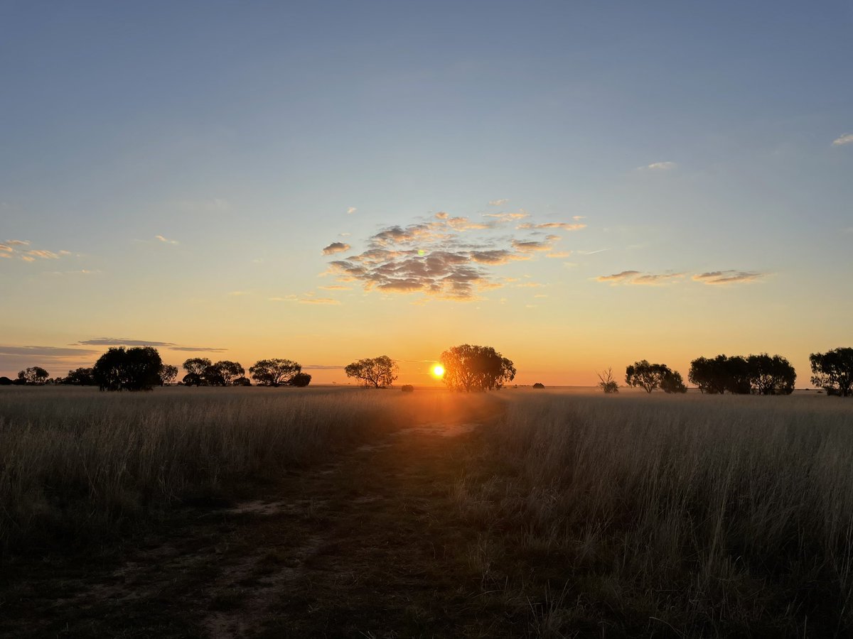 pedionomus's tweet photo. That brief time between day and night, when the setting sun casts its magic on nature. Such a great time to be on the plains! 

#nswriverineplain #hayplain #sunset #wiradyuricountry #grasslands #boree https://t.co/gP0bdQayCz