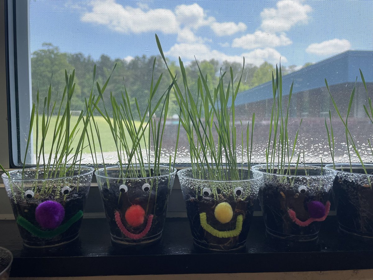 Of course we had to take the opportunity to make science a little silly!Check out our wheatgrass hair growing!