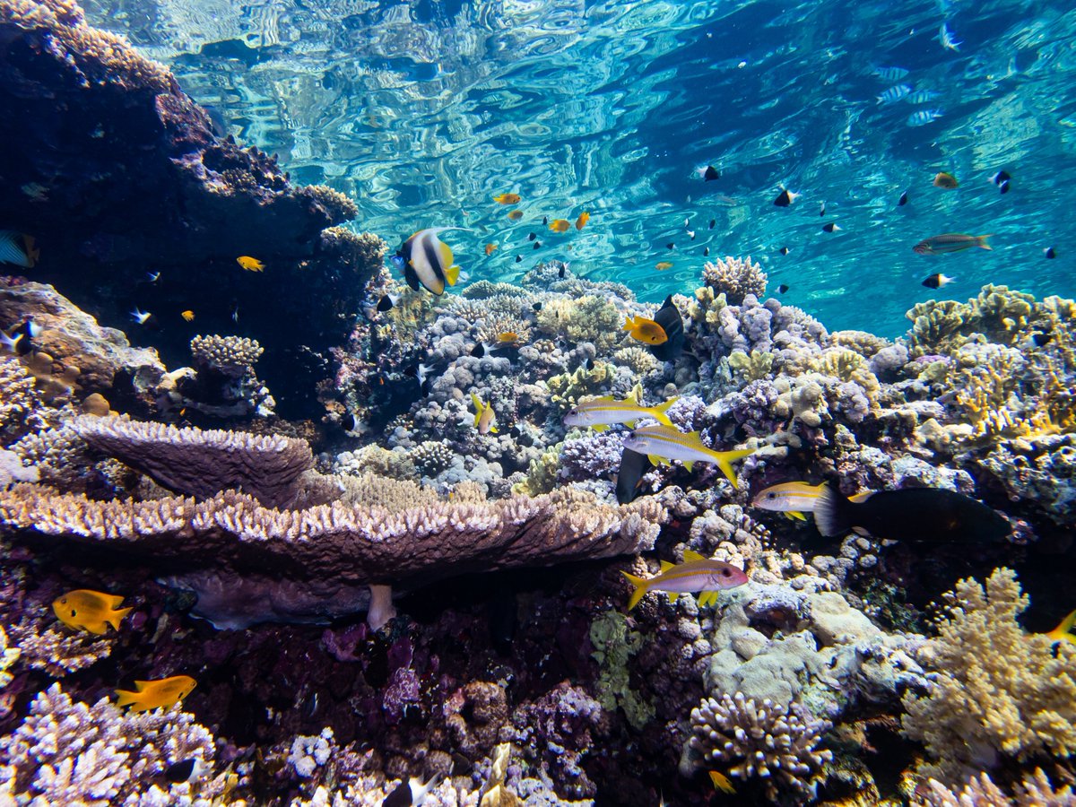 Thomas Davies (@thomas_w_davies) on Twitter photo Coastal lights trick coral reefs into spawning earlier than they should, new research from the <a href="/NERCscience/">Natural Environment Research Council</a> funded ALICE project <a href="/PlymUni/">University of Plymouth</a> <a href="/MarineSciPlym/">MarineSciencePlymUni</a> and <a href="/PlymouthMarine/">Plymouth Marine Lab</a> published today in <a href="/NatureComms/">Nature Communications</a> rdcu.be/db9rR Coastal lights trick coral reefs into spawning earlier than they should, new research from the <a href="/NERCscience/">Natural Environment Research Council</a> funded ALICE project <a href="/PlymUni/">University of Plymouth</a> <a href="/MarineSciPlym/">MarineSciencePlymUni</a> and <a href="/PlymouthMarine/">Plymouth Marine Lab</a> published today in <a href="/NatureComms/">Nature Communications</a> rdcu.be/db9rR