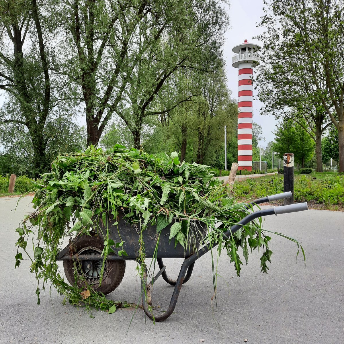 BrouwerijStijl's tweet photo. Wieden wieden wieden in de Hoptuin. Heerlijk met alle vogels om ons heen. De koekkoek liet zich mooi zien en horen. En de lieveheersbeestjes komen weer helpen met de luizenbestrijding.
#hoptuin #Almere #Utopia #Hortus #agroforestry #weerwoud https://t.co/EuGU1m0jhL