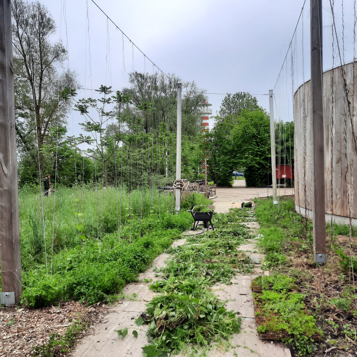 BrouwerijStijl's tweet photo. Wieden wieden wieden in de Hoptuin. Heerlijk met alle vogels om ons heen. De koekkoek liet zich mooi zien en horen. En de lieveheersbeestjes komen weer helpen met de luizenbestrijding.
#hoptuin #Almere #Utopia #Hortus #agroforestry #weerwoud https://t.co/EuGU1m0jhL
