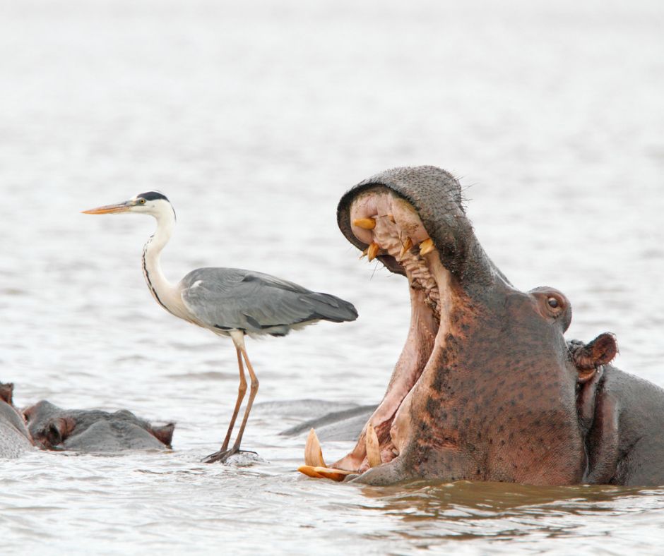 We don’t believe in anything as strongly as this heron believes that hippos are herbivores… don’t worry, they ARE actually herbivores! This award-winning photo was taken by Jean Jaques #wildlifewednesday