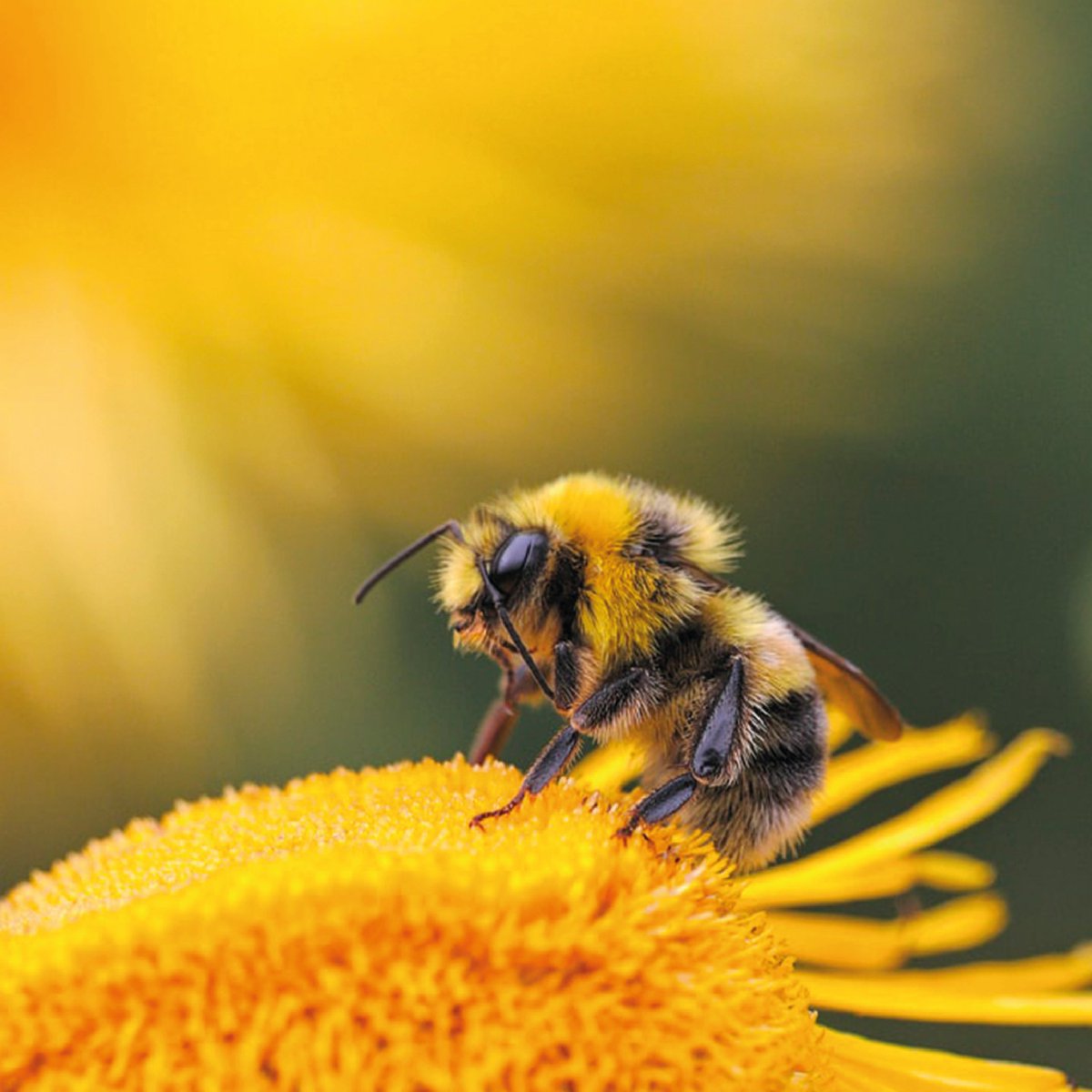 📢 Gli ultimi due Spoke, lo spoke 7 e 8, sono dedicati all'impatto della biodiversità sulla società.

#nbfc #biodiversity #impact #impattosociale #società #comunicazione