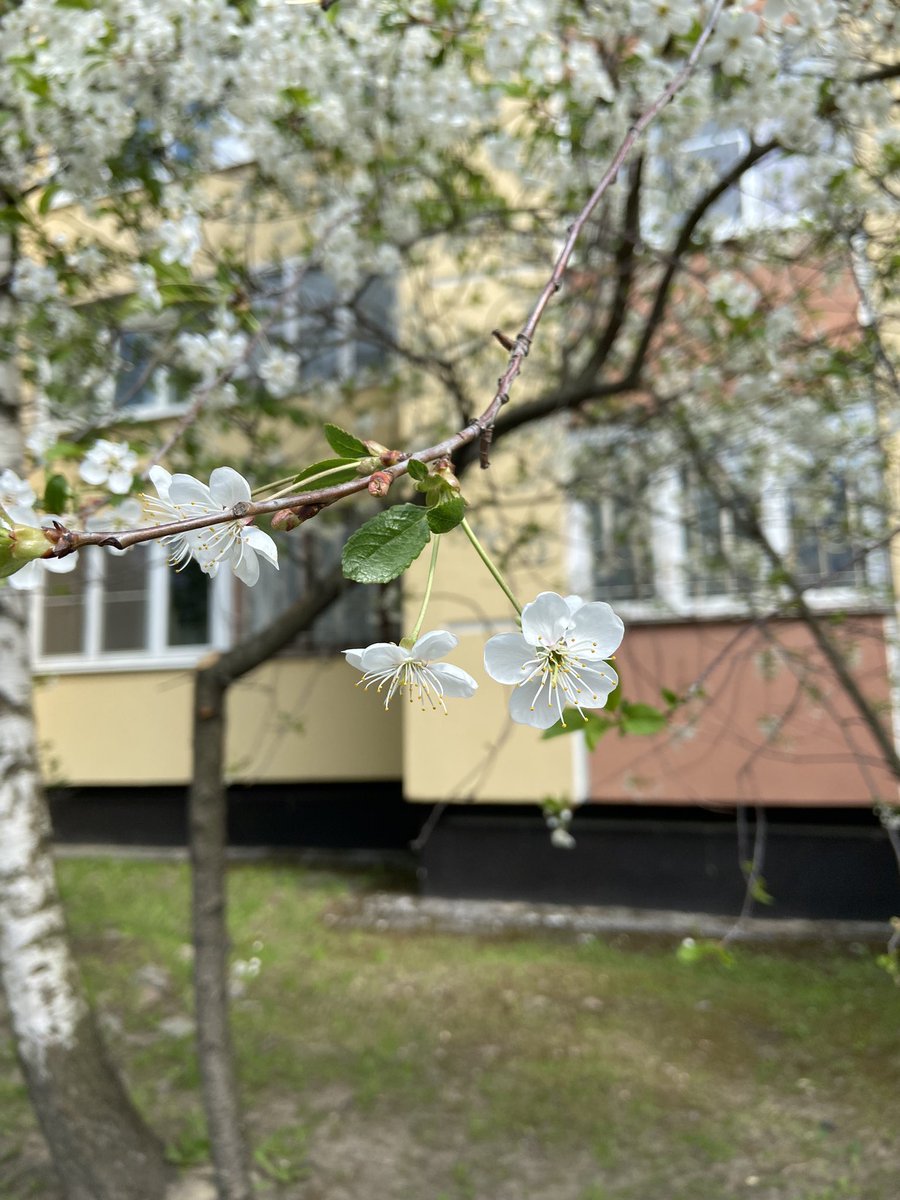 _st_francis_'s tweet photo. Каждый год вижу цветение и каждый год радуюсь, как в первый. Цветотьки 🥹 https://t.co/6wCAwkxoOG