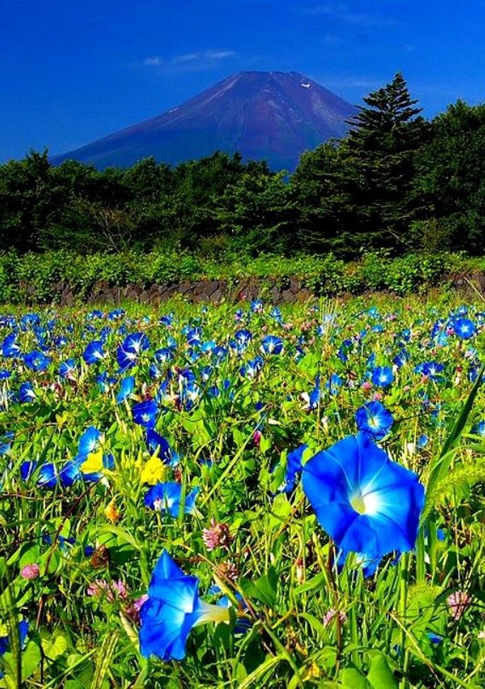 Morning Glories blooming in spring near Mount Fuji in Japan