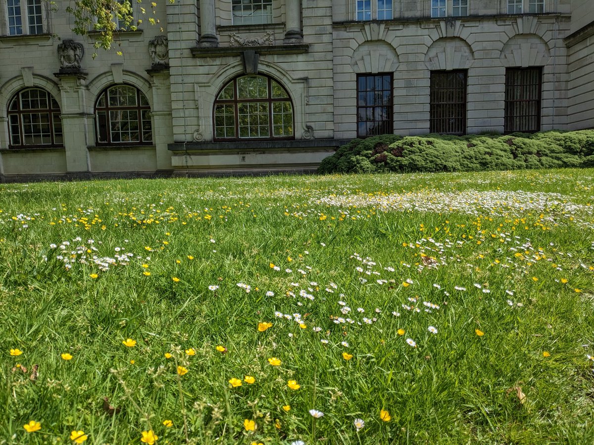 #NoMowMay starting to look glorious <a href="/cardiffuni/">Cardiff University</a> Main Building 💚🌼. Share here your photos from other university sites, we would love to see it! And if you spot any pollinators, please submit the records to <a href="/SEWBReC/">SEWBReC</a> LERC and <a href="/ISpotABee/">Spot-a-Bee</a> apps.