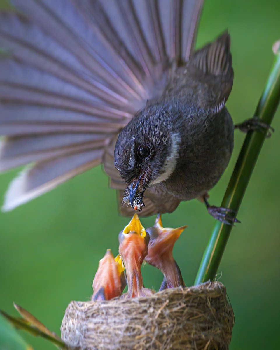 Ranabasak87's tweet photo. Who is hungry? 🤤
Bird ID: White-throated fantail
Camera: Nikon Z9, 500pf
Location: West Bengal, India.
#indiaves #bbewildlifepotd #natgeoindia
#NatGeo #ThePhotoHour #BirdsSeenin2023 #birds #bbceart #amazingnature https://t.co/9f28utjCFj