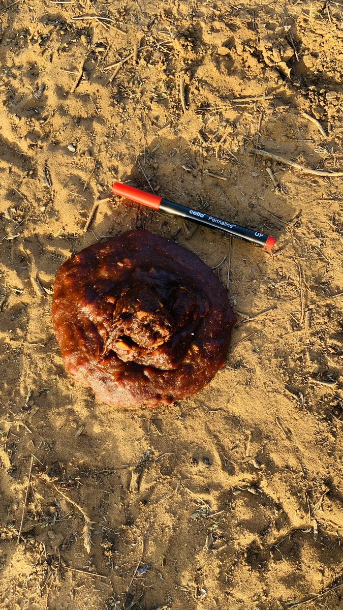 NishDharaiya's tweet photo. Aegle marmelos (Indian bael) fruit, one of the important food for sloth bears in Summer. See how they eat and a reddish scat come out.
#bearfood #slothbear #rememberingbears
@WcbResearch @Pratik825 https://t.co/tdFhLdlHIl