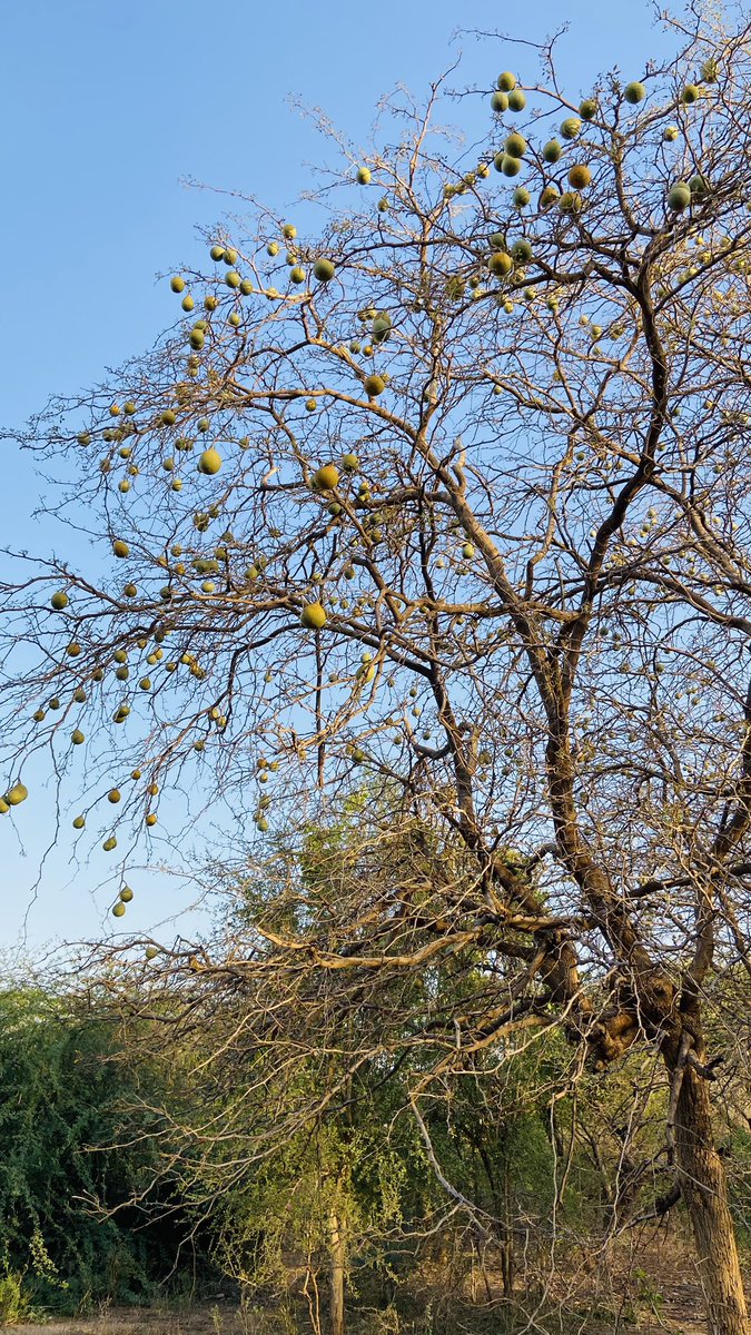 NishDharaiya's tweet photo. Aegle marmelos (Indian bael) fruit, one of the important food for sloth bears in Summer. See how they eat and a reddish scat come out.
#bearfood #slothbear #rememberingbears
@WcbResearch @Pratik825 https://t.co/tdFhLdlHIl