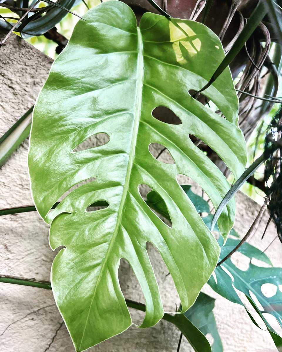 Monstera dubia mature leaf #monsteradubia #monstera #aroid #araceae #plants #plantsmakepeoplehappy #plantphoto #leaf #leaffenestration #fenestration #garden #gardening #plantchaser