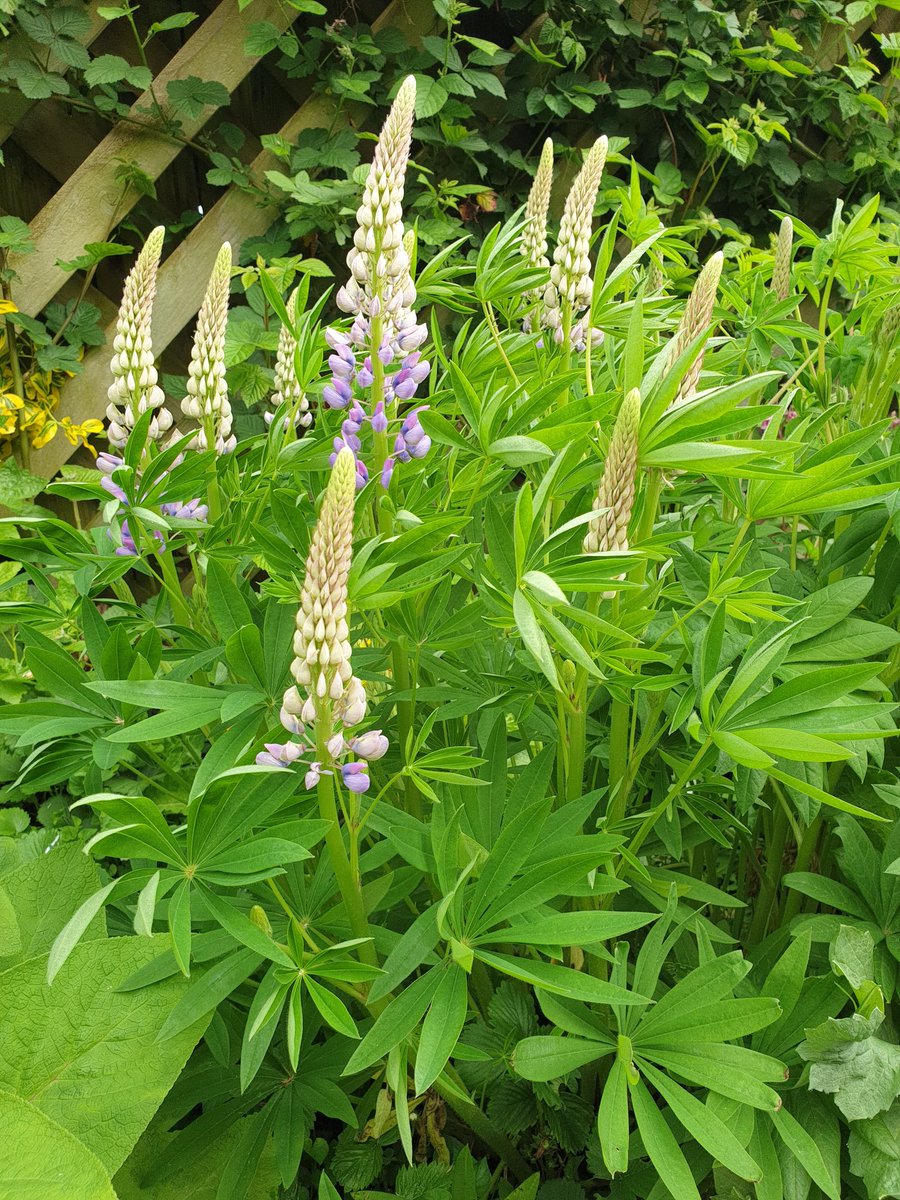 Delighted to the emergence of lupins! 👍🌞
