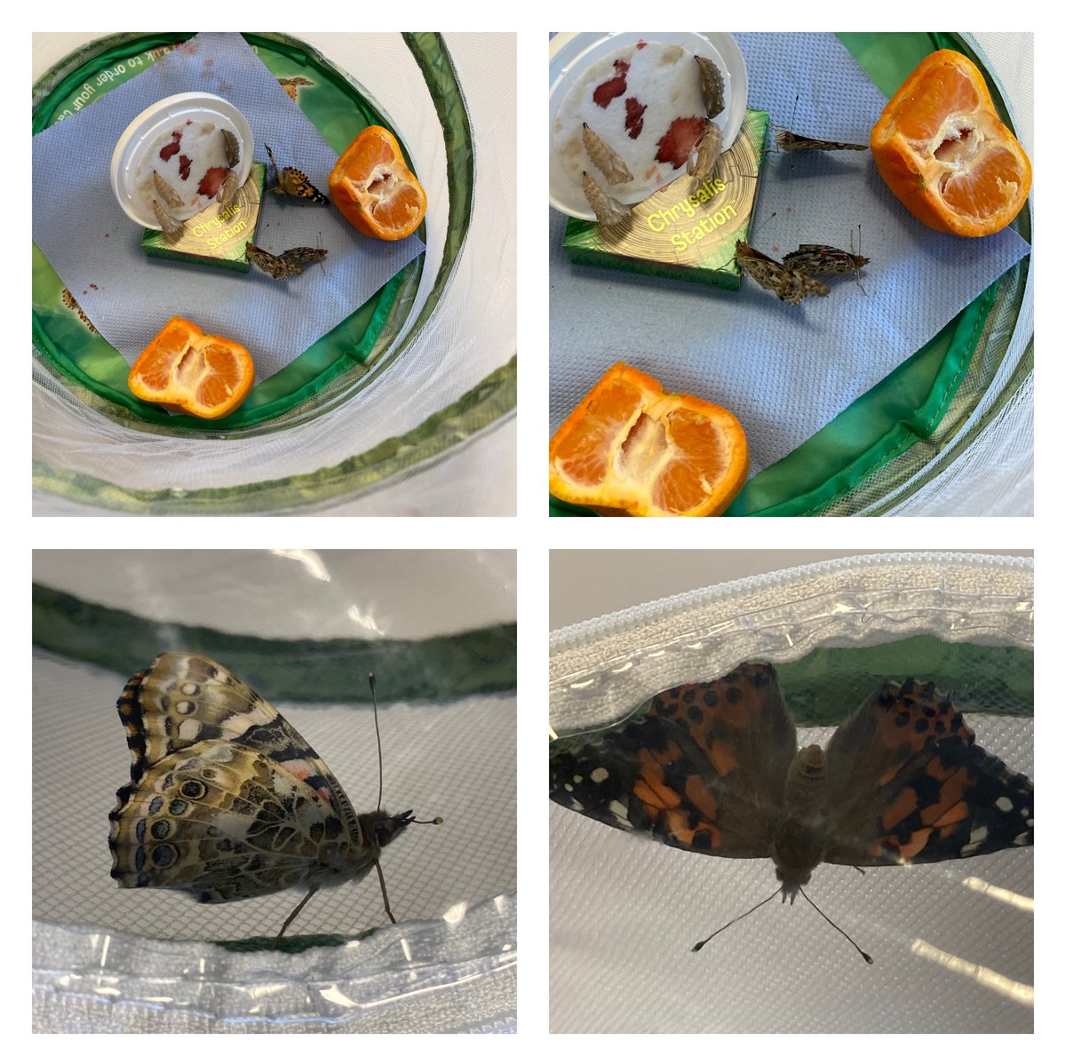 We have butterflies 🦋