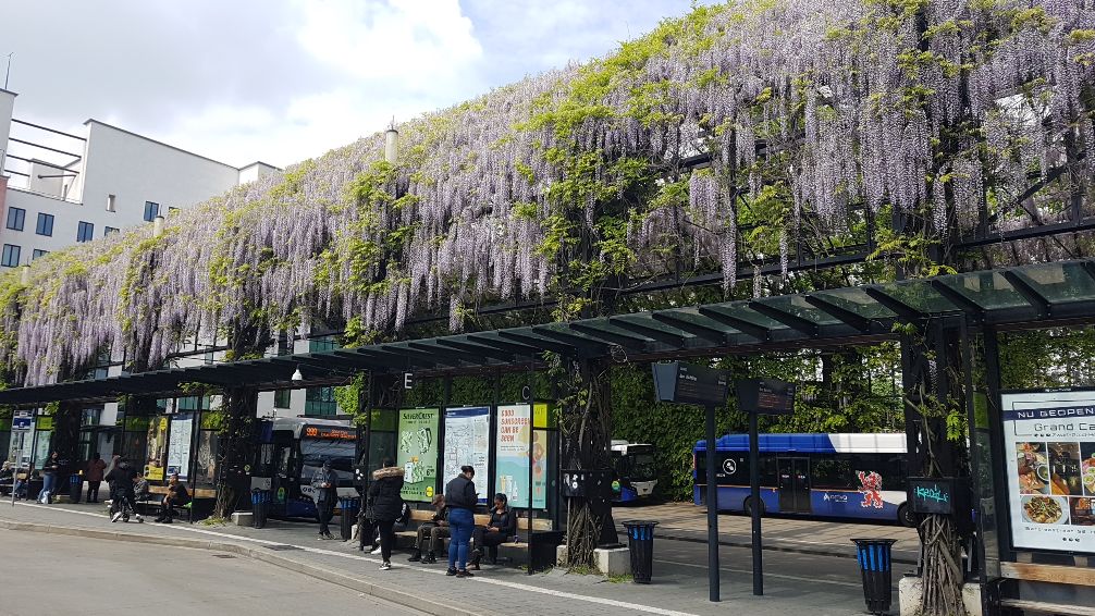 Busstation Heerlen. Blauwe regen.
