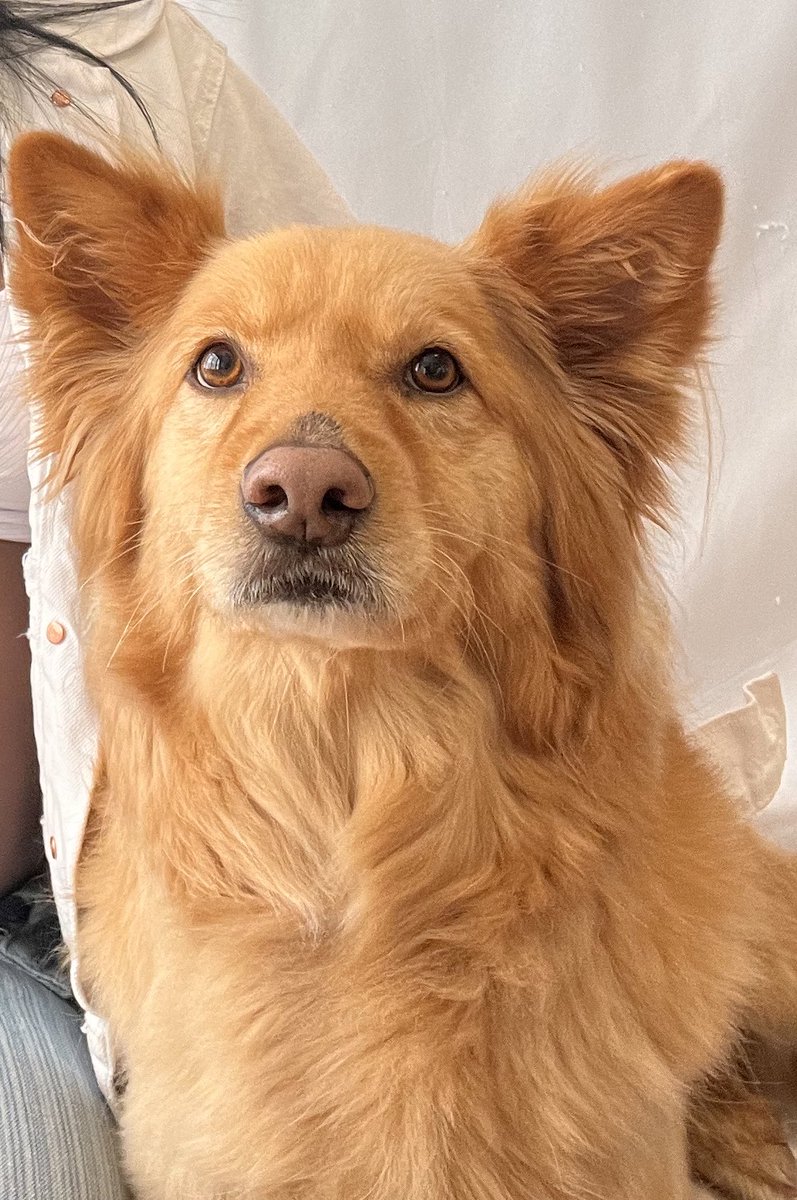 VivalaRia's tweet photo. Post a picture of your pet and a picture of what they’re named after and let people try to guess their name. https://t.co/orFccSLEH2