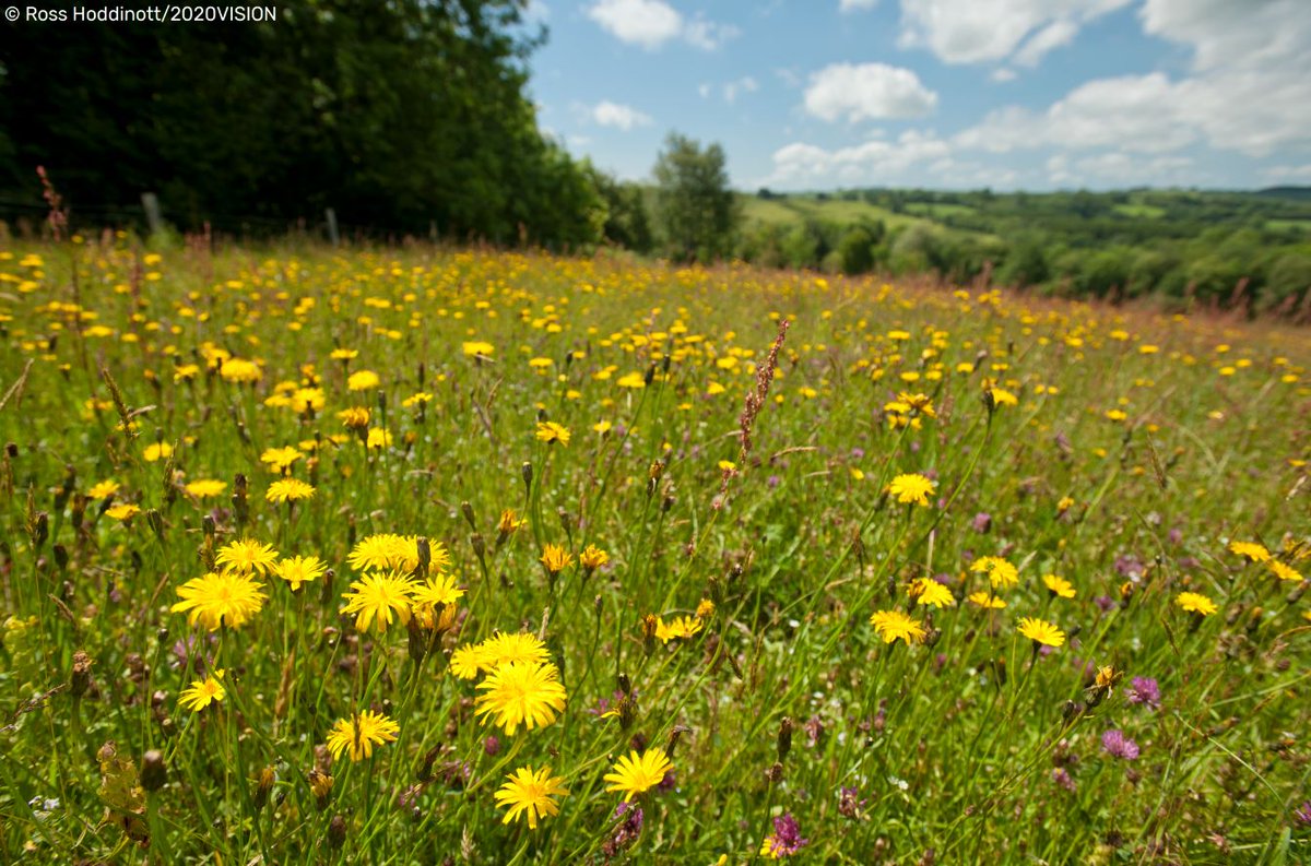 WildlifeTrusts's tweet photo. "Longer lawns offer birds the perfect foraging spots" says our ambassador, Alison Steadman. Get involved with @Love_plants #NoMowMay and be a nature hero for a variety of our wildlife 💚
https://t.co/5NzVLl1py2 https://t.co/Y05jolL7Eu