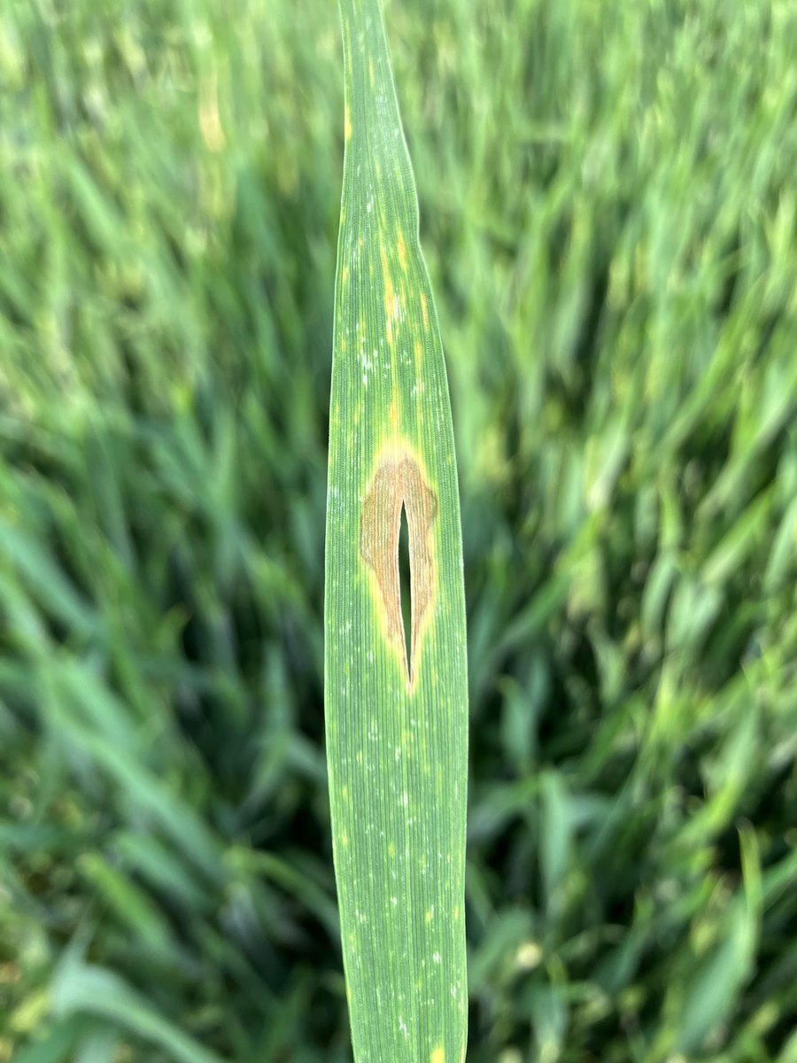 Année propice à voir le la maladie en blé. Mais attention à ne pas confondre septoriose et Michrodochium (Cf photo).