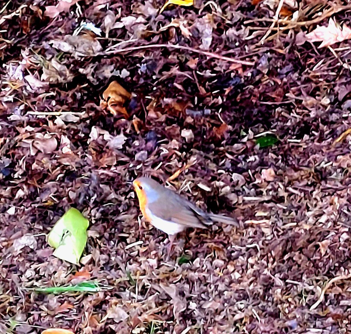 lifein_pyjamas's tweet photo. We have churchyard maintenance on a Monday morning. After a lot of clearing back this little fella kept me company singing and picking up the grubs behind me #environnement #MentalHealthAwareness #robins #warmwork https://t.co/oo3zAlZpOr