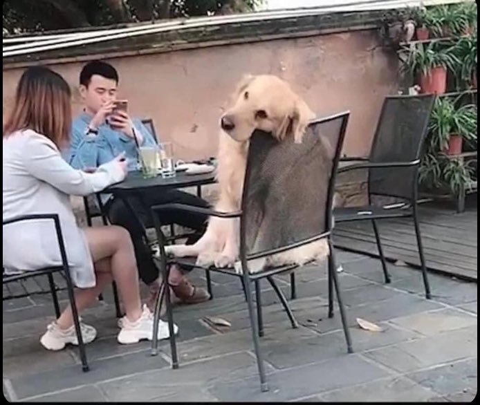 midpatkey's tweet image. Je sais pas ce que ce chien a vécu mais pareil hein