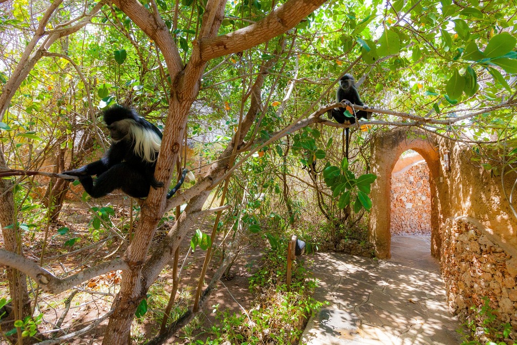 Say hello to our little (but mighty) friends! The Colobus monkeys on Chale Island are not only adorable but also an endangered species. It's heartwarming to see them thriving in their natural habitat.🐒😎

#sandsatchaleisland #chaleisland #monkey #colobusmonkey #islandlife #na…