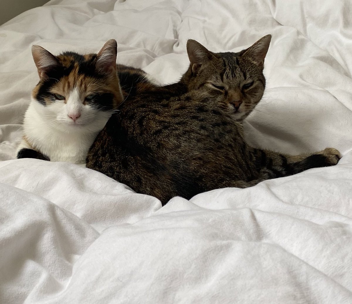 joe_duck's tweet image. 