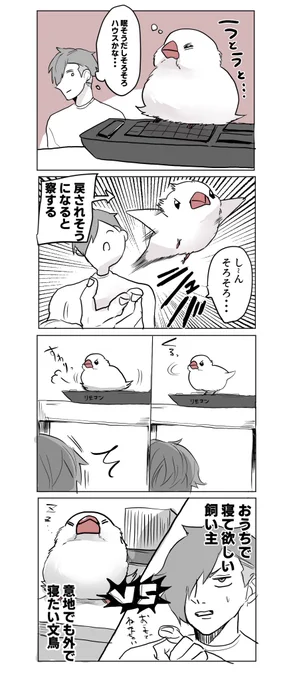 戦い #文鳥