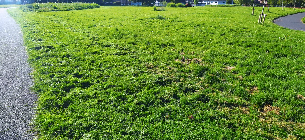 YeyesShamrock's tweet photo. Only 10 days after the last mowing and here they are again this morning! @DCCcabraglasnev @DCCParksBiodiv @DubCityCouncil Why?? There were a few surviving flowers and now they are all gone again... I despair😔@ConnectingCabra #cabra #dunard #dublin #NoMowMay https://t.co/mH8xX8a13f
