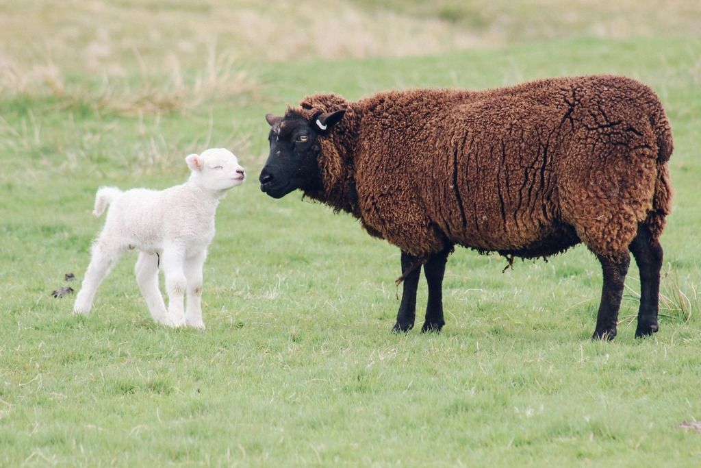 Jamieson_Smith's tweet image. 🐑❤It's one of our favourite times of the year just now in Shetland - lambing! And how cute are these guys? 🐑❤ #jamiesonandsmith #thewoolbrokers #shetlandwool #realshetlandwool #shetlandyarn #shetland #shetlandsheep instagr.am/p/CsQdPEptFDx/
