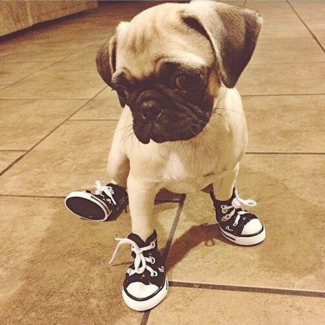 AzulAlicia_'s tweet photo. ¡FELIZ LUNES! Para alegrar un poco este comienzo de semana, os compartimos esta foto. Al parecer no somos los únicos a los que les encanta Converse 😍 https://t.co/qm1moJFNjc