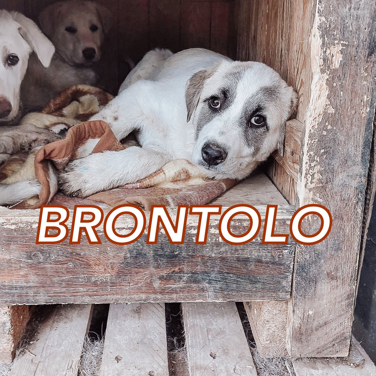pattyfra1's tweet photo. PATRIZIA SIMONE
- Puglia
🆘BRONTOLO CERCA CASA CON URGENZA 🆘
4 mesi 1/2 fut tg media
⚠️A oggi NESSUNA RICHIESTA ⚠️😔
🔶INFO/CONTATTI SOLO sms WhatsApp a Patrizia Simone ☎️338.7280.616
#brontolo #SosCuccioli
SALVATO DALLA STRADA PER FARLO FINIRE IN CANILE! 😢
🙏🏡🆘🐾🙏🏡🆘🐾🙏 https://t.co/9TfuLaNfZN