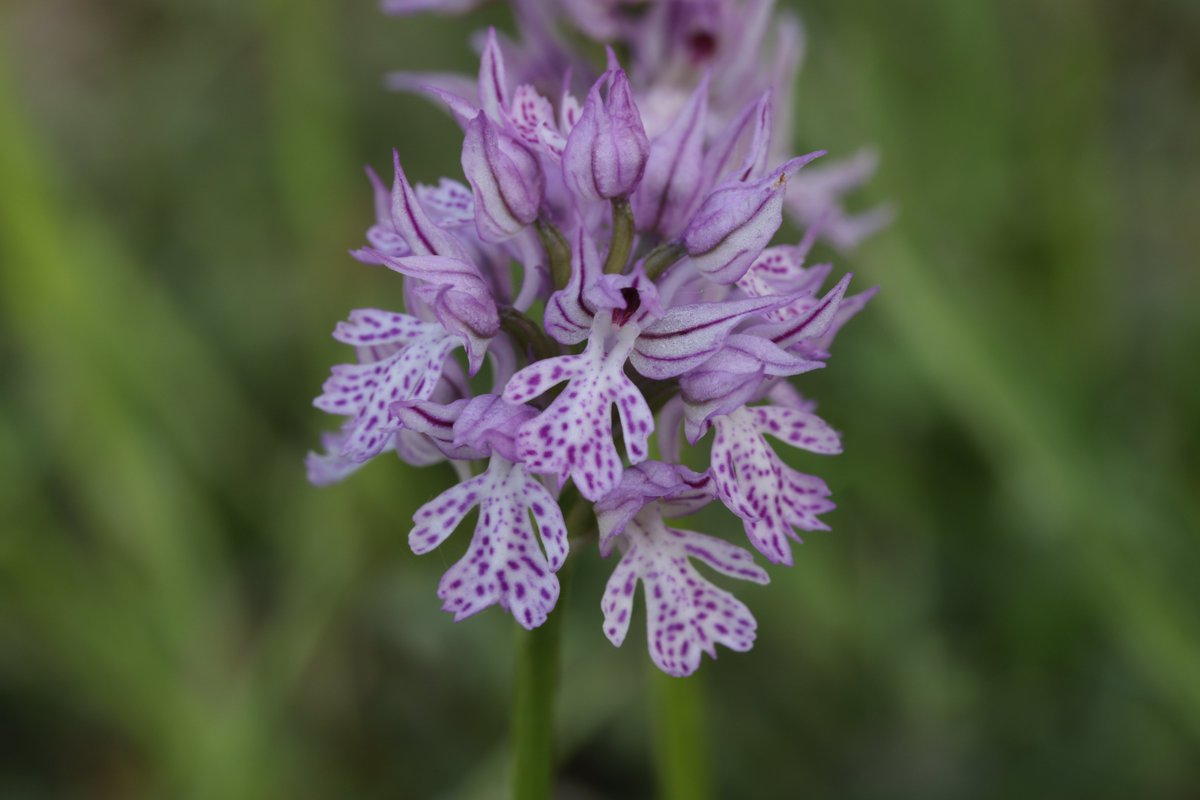 RPilze's tweet photo. Neotinea tridentata
#Neotineatridentata #Neotinea #Orchistridentata #DreizähnigesKnabenkraut #threetoothedorchid #Orchisdentelé #Orchideascreziata #Orchidee #orchid #natur #nature #NaturePhotography https://t.co/zZdFh3DgOh