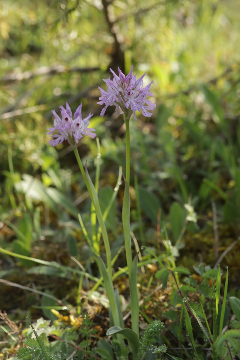 RPilze's tweet photo. Neotinea tridentata
#Neotineatridentata #Neotinea #Orchistridentata #DreizähnigesKnabenkraut #threetoothedorchid #Orchisdentelé #Orchideascreziata #Orchidee #orchid #natur #nature #NaturePhotography https://t.co/zZdFh3DgOh