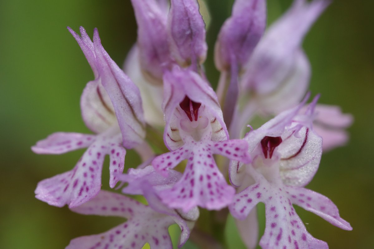 RPilze's tweet photo. Neotinea tridentata
#Neotineatridentata #Neotinea #Orchistridentata #DreizähnigesKnabenkraut #threetoothedorchid #Orchisdentelé #Orchideascreziata #Orchidee #orchid #natur #nature #NaturePhotography https://t.co/zZdFh3DgOh