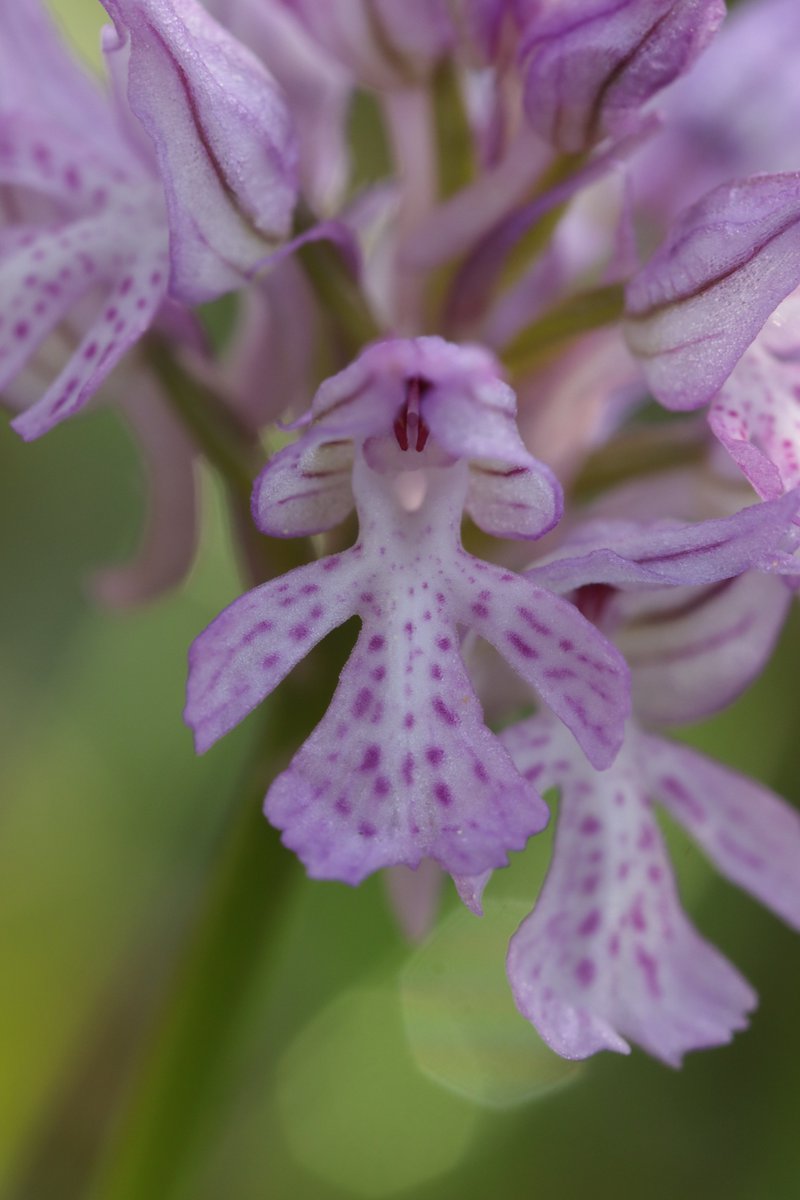 RPilze's tweet photo. Neotinea tridentata
#Neotineatridentata #Neotinea #Orchistridentata #DreizähnigesKnabenkraut #threetoothedorchid #Orchisdentelé #Orchideascreziata #Orchidee #orchid #natur #nature #NaturePhotography https://t.co/zZdFh3DgOh