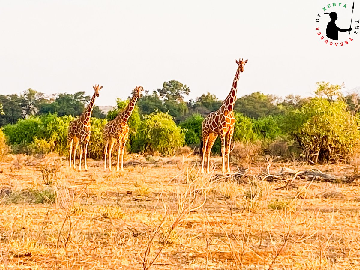 Treasures_Kenya's tweet photo. 🇰🇪 🇰🇪 Treasure Hunt Northern Kenya -  The Reticulated Giraffe Towers Of Samburu NR

Did You Know? The Reticulated Giraffe also known as the Somali giraffe is often considered one of the most stunning!
❤️🦒🦒🦒🐾👣😍
#MagicalKenya  #WildlifeCrush #TreasureKenya #TembeaKenya https://t.co/ZpU6NkOoSG