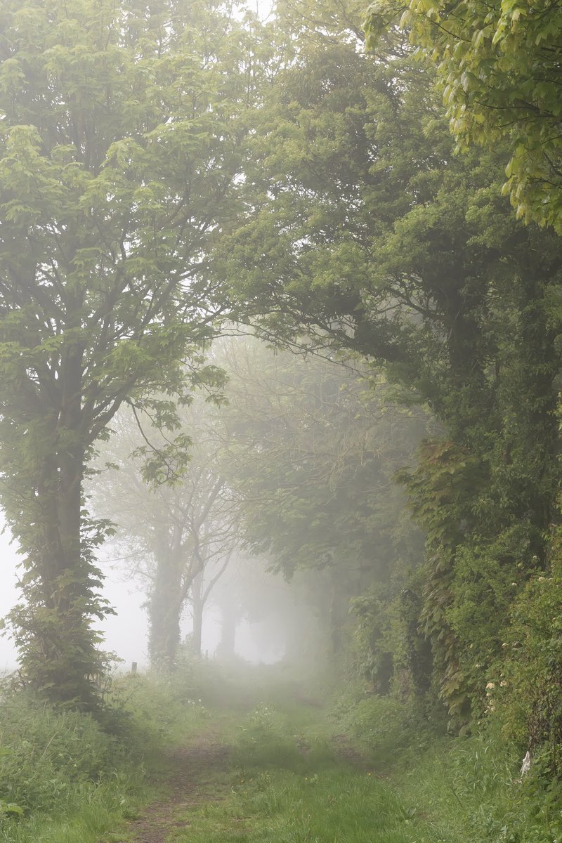 Nice to see touch of fog on Friday morning 🌿🌿🌿
#Sharemondays2023 #fsprintmondays #WexMondays