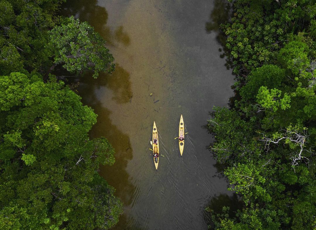 IleMadagascar's tweet photo. Quand la forêt rencontre la mer 🤩 Bienvenue au Parc National de Masoala, la plus grande aire protégée de Madagascar.

📸 ©thegeorgevlad

#MyMadagascar #VisitMadagascar #masoala https://t.co/mzjzUhcI9V