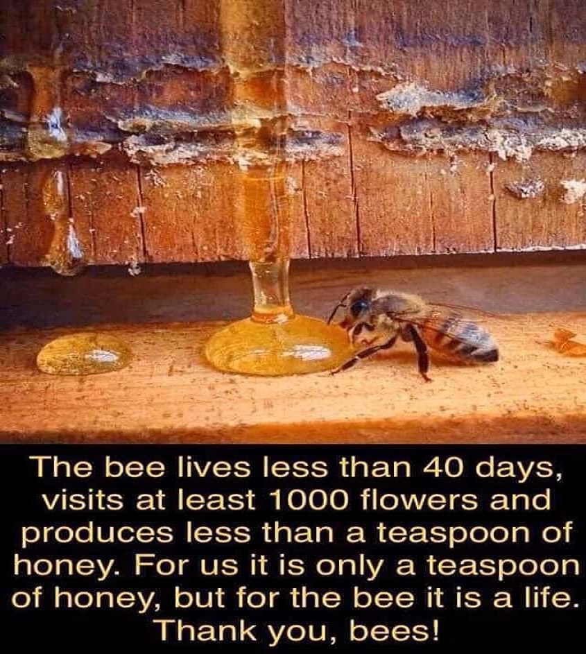 This post is always viral. ❗️Facts! ⚈ Only domestic bees produce honey, out of 25,000 species ⚈ Bee was named 'most important being on the earth' in 2017, key for 80% of the ecosystems ⚈ Human has destroyed 80% of them in just 3 decades. ❗️Sign👉change.org/SaveTheBee 🐝